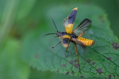 Chauliognathus expansus