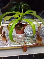 Nepenthes alata × ventricosa