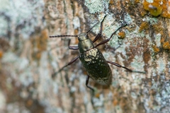 Strongylium chalconotum