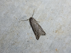 Paleacrita longiciliata