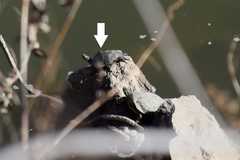 Graptemys pseudogeographica kohnii