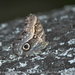 Caligo arisbe arisbe - Photo (c) Leonardo Merçon, algunos derechos reservados (CC BY-NC), subido por Leonardo Merçon