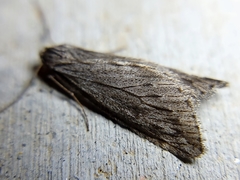 Paleacrita longiciliata