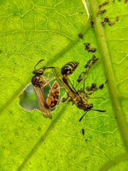 Liostenogaster varipicta