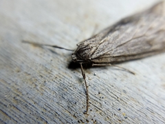 Paleacrita longiciliata