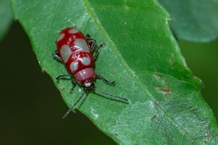 Omophoita sexnotata