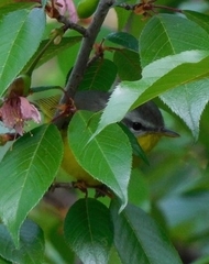 Phylloscopus xanthoschistos
