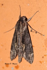Erinnyis oenotrus