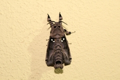 Lepidoptera