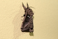 Lepidoptera