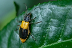 Chauliognathus expansus