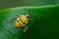 Chauliognathus spinipennis