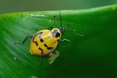 Chauliognathus spinipennis