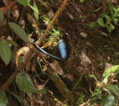 Morpho