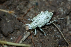 Platyomus piscatorius