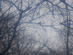 Pipilo erythrophthalmus