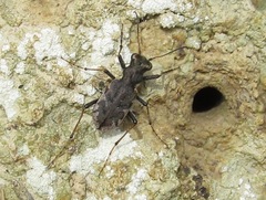 Neocicindela garnerae