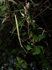 Candovia annulata