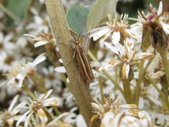 Orocrambus melitastes