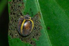 Epilachna circumcincta