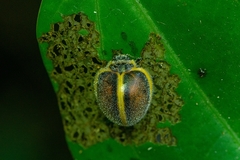 Epilachna circumcincta