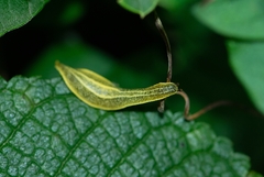 Vaginulus taunaisii