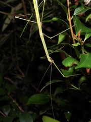 Candovia annulata