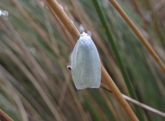 Nymphostola galactina