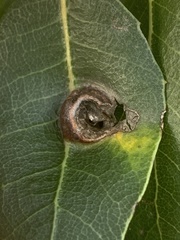 Callirhytis perfoveata