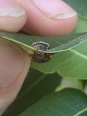 Callirhytis perfoveata