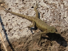 Sceloporus grammicus