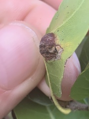 Callirhytis perfoveata