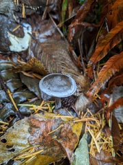 Tephrocybe rancida