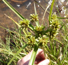 Cyperus eragrostis