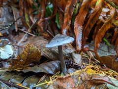 Tephrocybe rancida