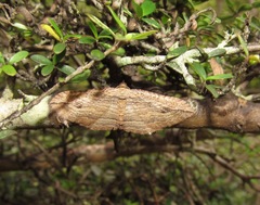 Austrocidaria gobiata