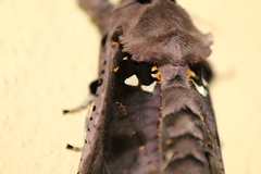 Lepidoptera