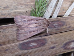 Ichneutica steropastis
