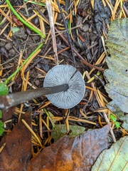 Tephrocybe rancida