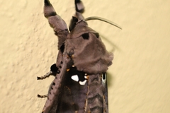 Lepidoptera