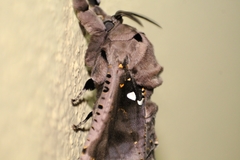 Lepidoptera