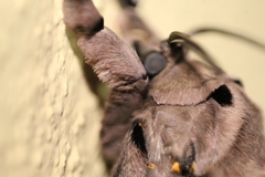 Lepidoptera