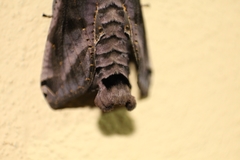 Lepidoptera