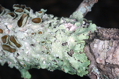 Punctelia hypoleucites