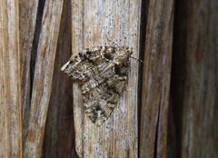 Pseudocoremia productata