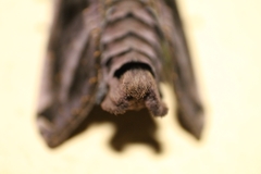 Lepidoptera