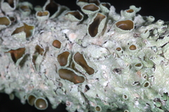 Punctelia hypoleucites