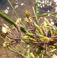 Cyperus eragrostis