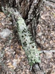 Punctelia hypoleucites