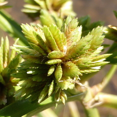 Cyperus eragrostis